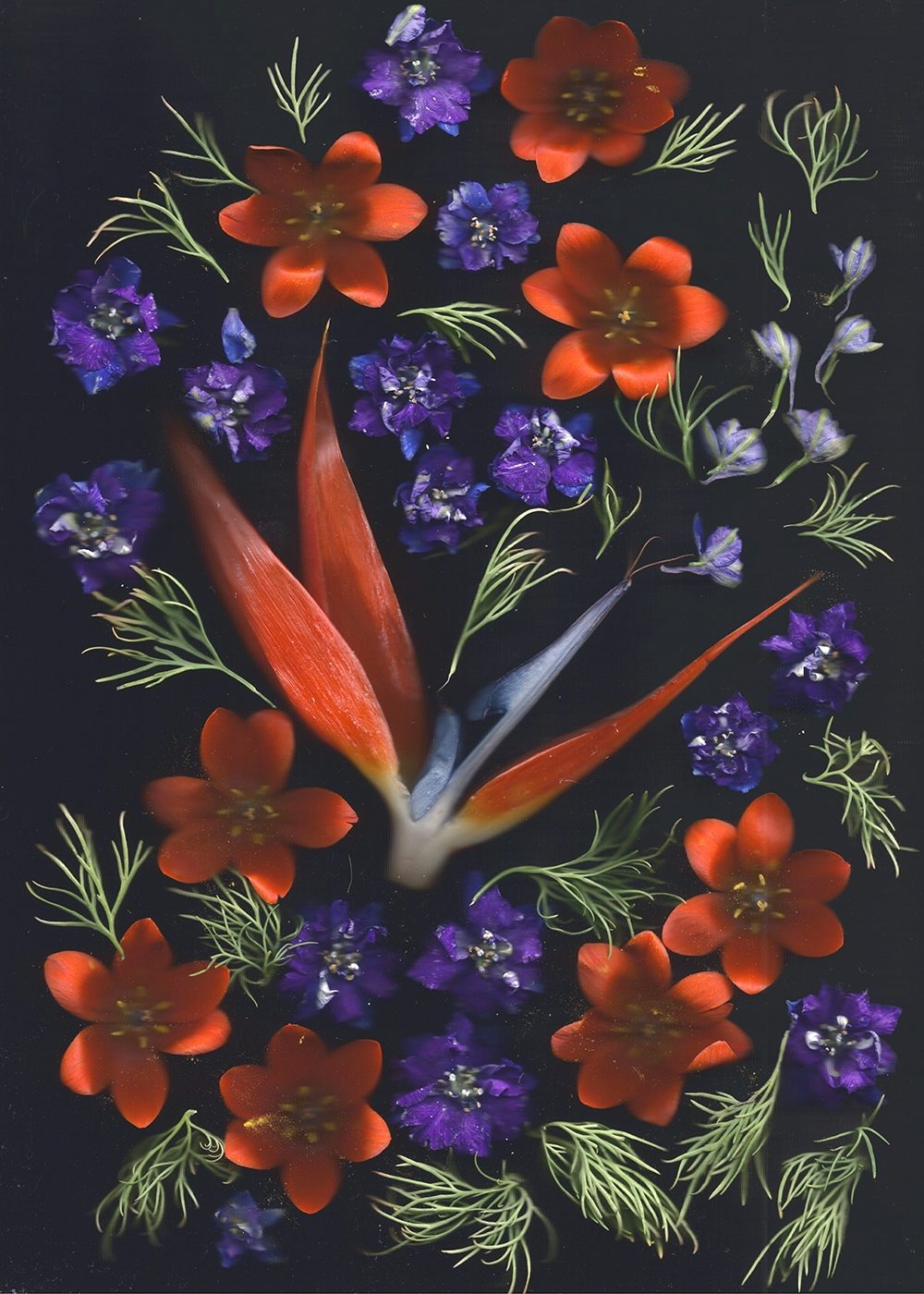 A black background with purple and orange flowers laid out in a pattern. 